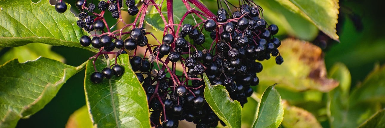 elderberry plant high in antioxidants