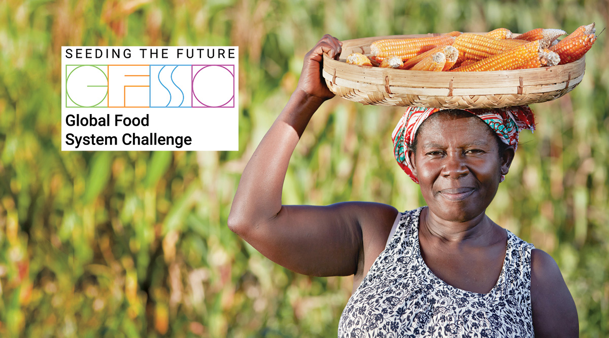 Women farming Maize in Zambia.