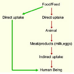 Mycotoxins can make their way through the food chain directly or indirectly.
