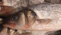 Fish can develop elevated levels of histamine if not properly maintained at chilled temperatures after harvest.
