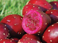 Prickly pear cheesecake, anyone? How about a prickly pear smoothie? Varieties of less-familiar fruit, such as prickly pear, are finding their way into the mainstream. Their flavor, blended with other fruits, can create new opportunities for the food and beverage manufacturer, and may even help increase the consumption of fruit.