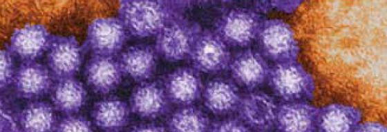 Targeting Norovirus