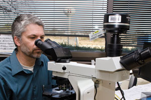 Mississippi State University veterinary professor Timothy Morgan views slides of tissues for signs of toxicity from exposure to nanoparticles.