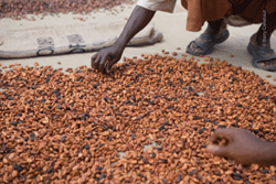 Cocoa bean variety, region of growth, and methods of harvesting, fermenting, and processing all contribute to the flavor characteristics of chocolate.