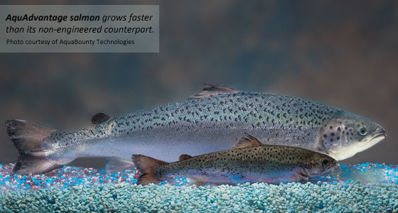Genetically engineered Atlantic salmon, AquAdvantage Salmon, grows faster than its non-genetically engineered counterpart, reaching market size twice as fast.