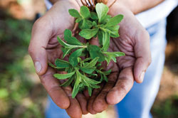 Stevia leaves contain a number of individual molecules (known as steviol glycosides) that give them their sweet taste.
