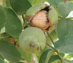 When walnuts are ready for harvesting, the husk splits, and the walnuts are harvested by mechanically shaking the tree to release the husk and nuts.