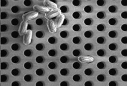 SieveCorp offers a dead stop (100% retention) for bacterial spores such as the Bacillus pumulis spores shown in this SEM photo.
