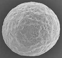 Hollow microspheres of Soda-Lo® salt