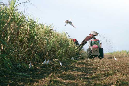 Sugar cane being mechanically harvested.