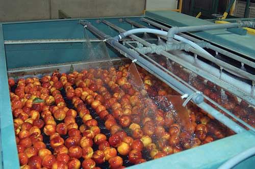 Direct food contact ozone sanitation of apples