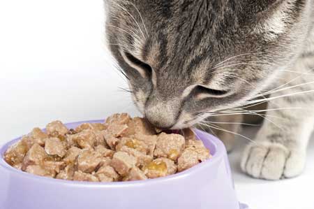 Cat eating pet food