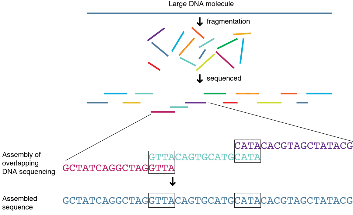 In DNA sequencing, long strands of DNA of an organism are broken into shorter fragments and then aligned to reconstitute the DNA for comparison to a reference genome to detect genetic variations.  Illustration courtesy of the National Human Genome Research Institute