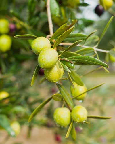 Olives. Photo © joannatkaczuk/iStock/Thinkstock