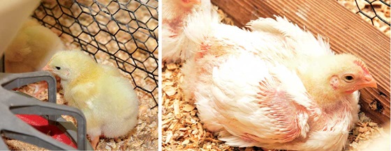 Chicken on left is one week old; chicken on right is three weeks old. 