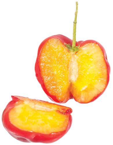 Acerola fruit 
