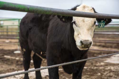 Black Angus cross cattle at Colorado State University