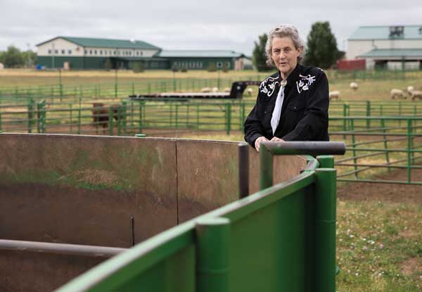 Temple Grandin surveys equipment she designed at Colorado State University.