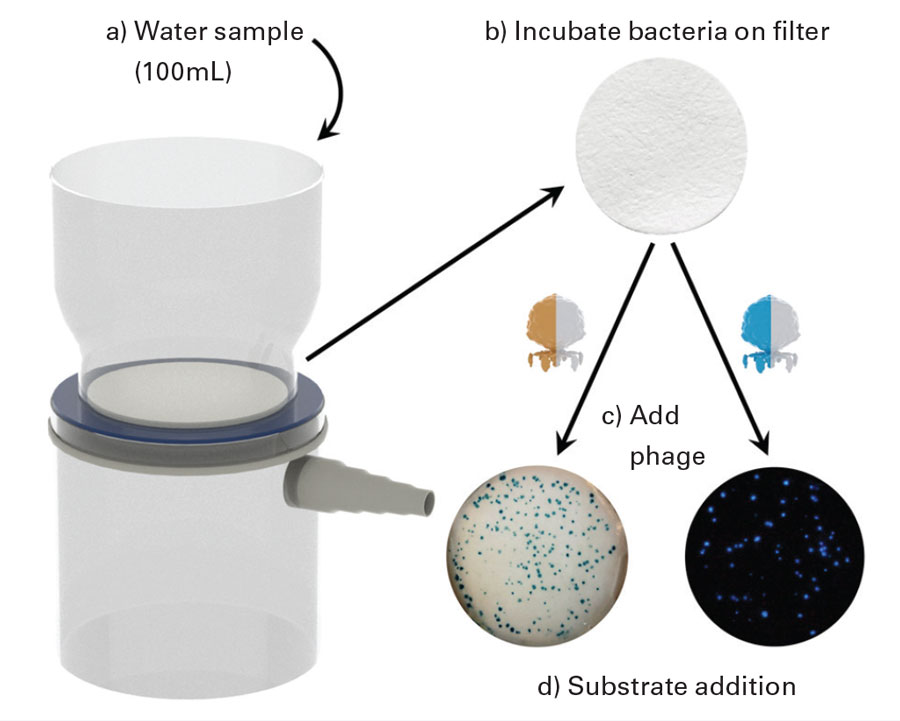 Phage-based detection assay involves passing a water sample through the filter, which retains any bacterial contaminants; placing the filter on media and incubating to allow colony formation; adding recombinant phages to force expression of the desired reporter; and adding substrate to provide a colorimetric signal or a bioluminescent signal. Image reprinted unchanged, with permission of Sam Nugen at Cornell University, from Open Access article by T.C. Hinkley et al. 2018. “A Phage-Based Assay for the Rapid, Quantitative, and Single CFU Visualization of E. coli (ECOR #13) in Drinking Water” Scientific Reports, 8:14630. doi:10.1038/s41598-018-33097-4. 