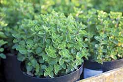 Carvacrol is a compound found in oregano.