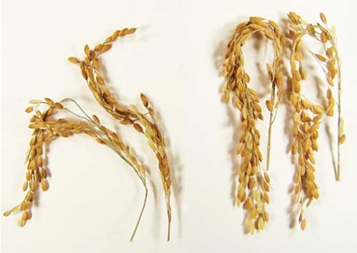 SUSIBA2 rice strain (right)
