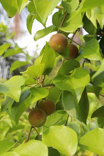 Ceylon gooseberries