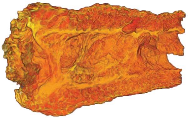X-ray microcomputed tomography of french fry with surface crust