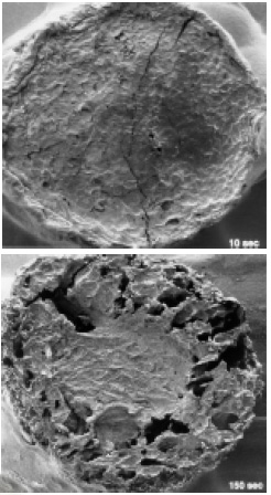 Fig. 3—Scanning electron micrographs of a cylindrical cross-section of a 1-cm diameter potato strip fried for 10 and 150 sec