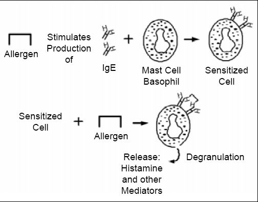 Fig. 2—Mechanism of IgE-mediated allergic reaction. Allergen is consumed, sensitizing the individual. Sensitization results in production of allergen-specific IgE-antibodies which then attach to receptors on mast cells and basophils. Upon subsequent exposure to the allergenic substance, the allergen cross-links two antibodies on the surface of the mast cell or basophil membrane, stimulating release into tissues and blood of chemical mediators of the allergic response. Adapted from Taylor et al., 1999.