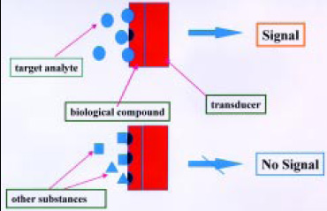 Fig. 1—Biosensor principle. From Kisaalita (1992)