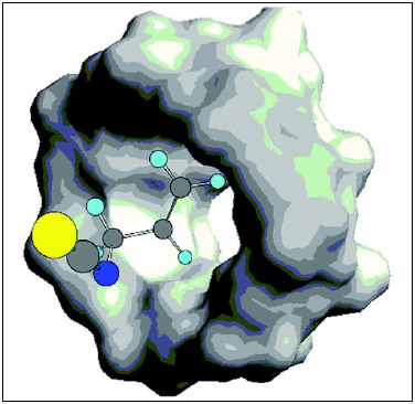 Fig. 3—β-Cyclodextrin allylisothiocyanate complex. The allylisothiocyanate is in a ball-and-stick configuration, and the cyclodextrin is a Connolly molecular surface diagram. This representation is used to attempt to explain and predict intermolecular surface interactions and molecular docking. The colors in the ball-and-stick model are gray for carbon, light blue for hydrogen, dark blue for nitrogen, and yellow for sulfur. Illustration courtesy of P. Ford, McCormick & Co.