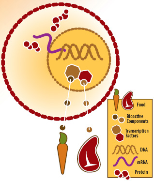Figure 1 Bioactive ingredients directly from food pass through our cells into the nucleus, where they interact with DNA to effect transcription of RNA and ultimately translation of proteins. In many cases, transcription factors are involved.