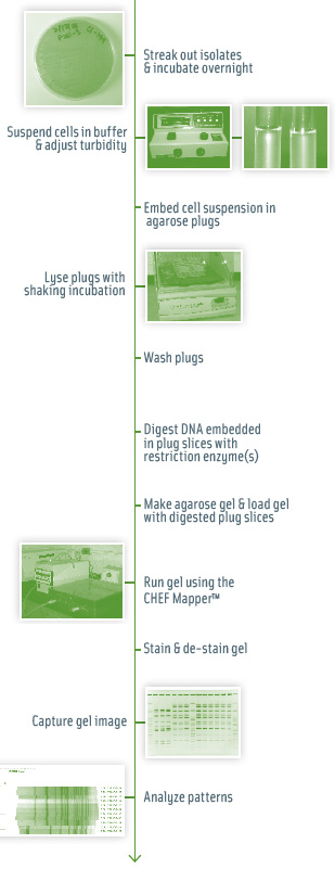 Figure 1. Diagram of workflow for pulsed field gel electrophoresis typing of foodborne pathogen isolates.