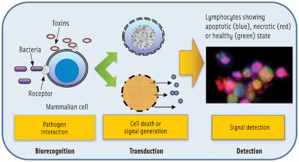 Figure 2. General scheme for mammalian cell-based biosensor.