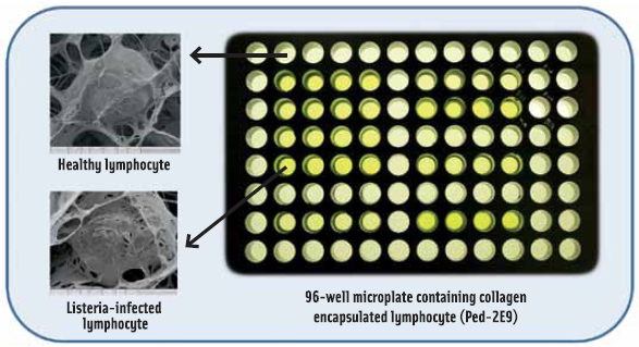 Figure 3. High-throughput screening strategy with mammalian cell-based biosensor. Left panel, Transmission electron microscopy images of collagen encapsulated healthy and Listeria monocytogenes-infected lymphocyte cell, Ped-2E9 in 3D scaffold.