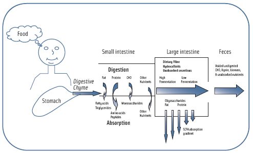 Figure 1. Simplified digestion schematic.