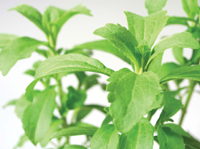 The safety of sweeteners derived from the stevia plant has been rigorously evaluated.