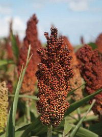 Sorghum is a major grain grown in the United States, but it is typically not used to produce food for American consumers.