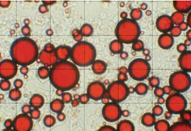 Photomicrograph of a coacervated oil droplet.