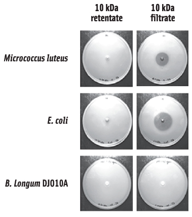Bioassay of a crude lantibiotic preparation from agar grown cultures against a gram positive indicator (M. luteus), gram negative indicator (E. coli), and the producer B. longum DJO10A.