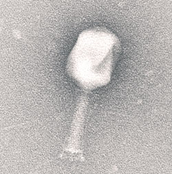 Figure 1. An electron micrograph of the T4 bacteriophage taken at a magnification of 3777,910X.