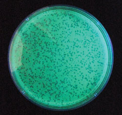 Figure 2. Plaques (clear zones) of EcoShield on a bacterial lawn of fluorescent nontoxigenic E. coli O157:H7.
