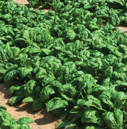 Spinach and lettuces are commonly consumed raw so they are not exempt from the proposed rule.