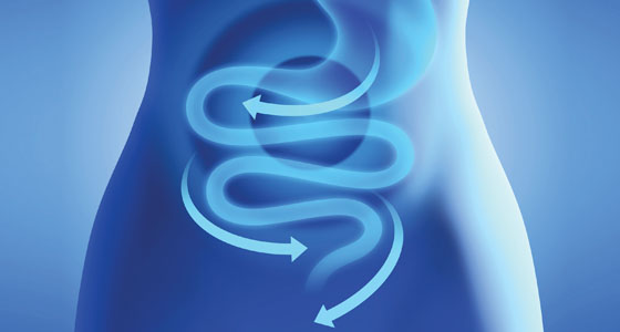 The large intestine is a center of inner protection activities.