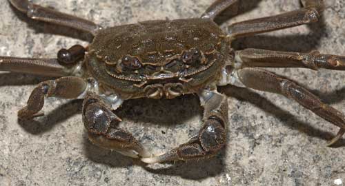 Mitten crab