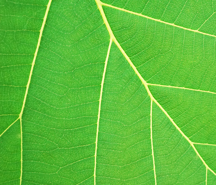 leaf