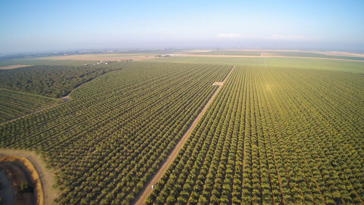 Beautiful aerial view of large almond orchard on a California farm in summer.