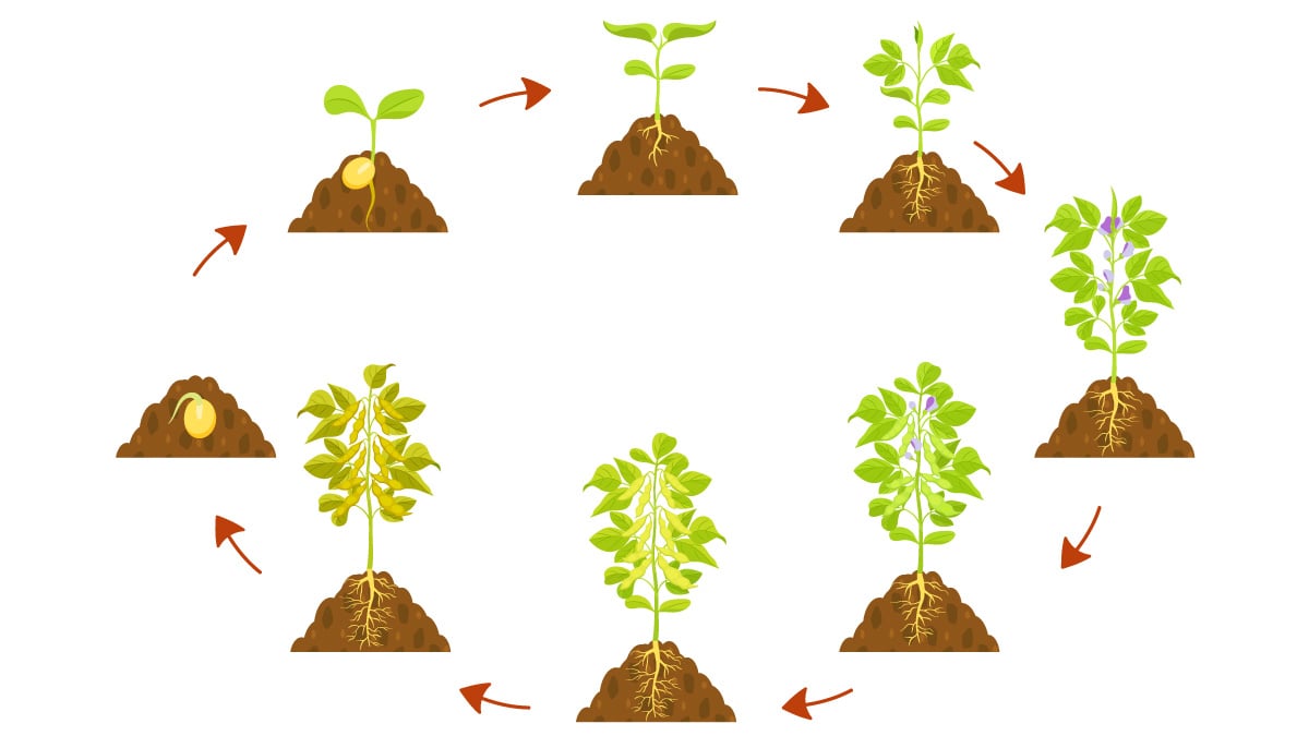 Cycle of plant growth stages