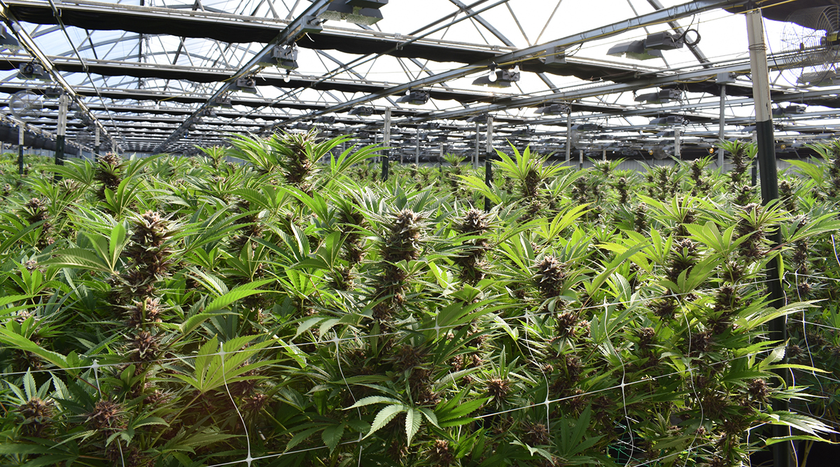 cannabis growing in an indoor facility