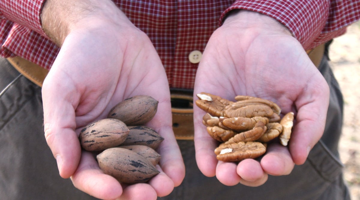 shelled and unshelled pecans